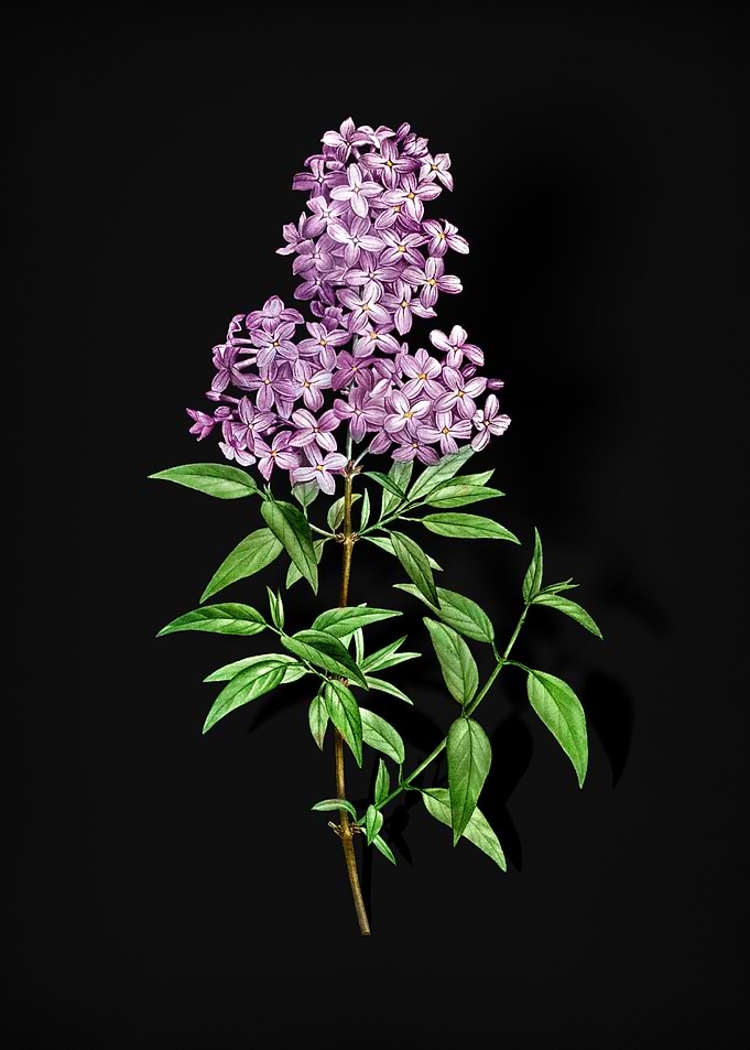 Blooming Persian Lilac