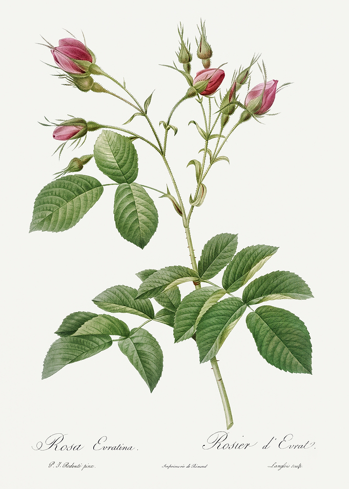 Les Roses 1824 HQ Original