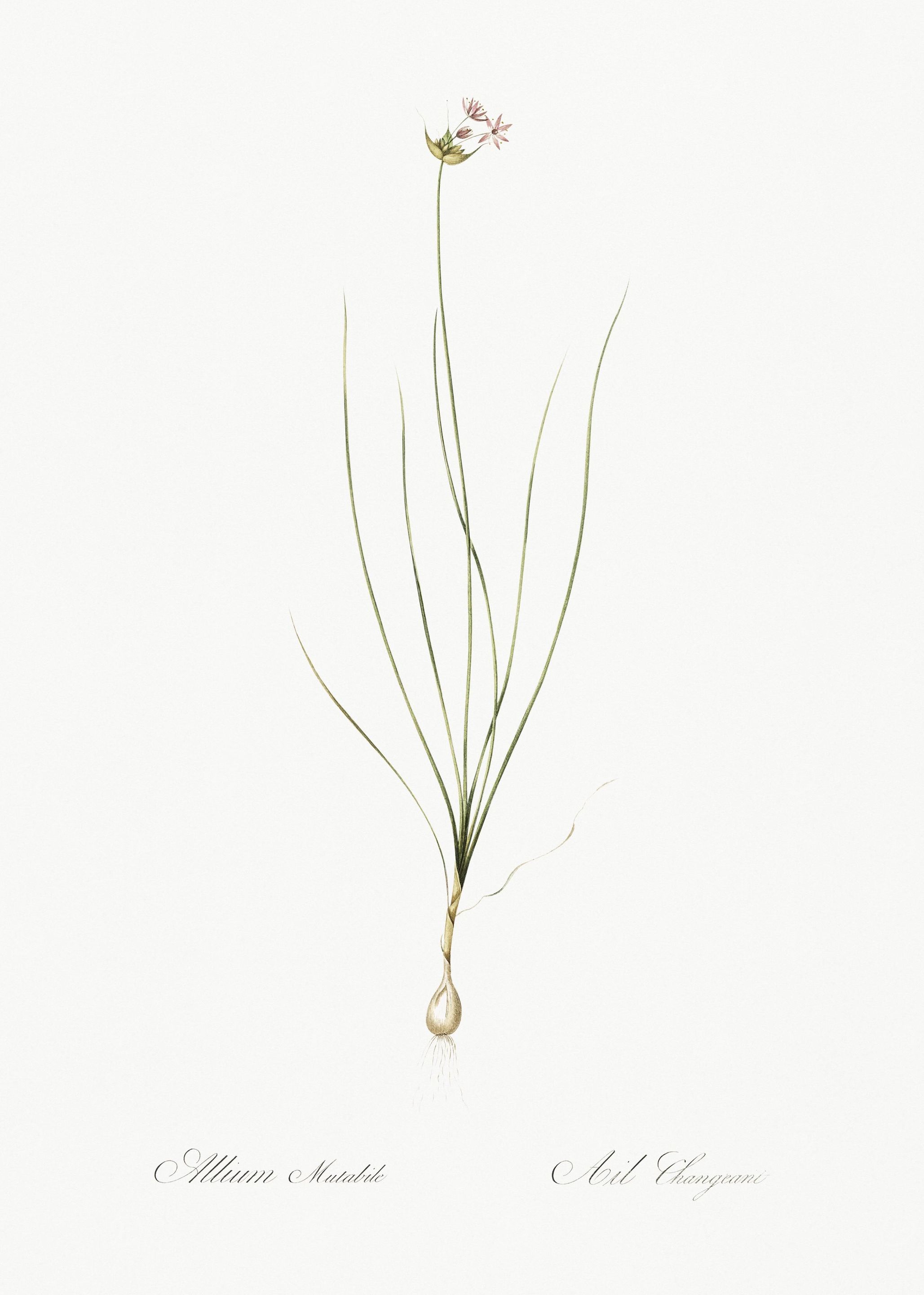 Wild Onion Illustration Fr