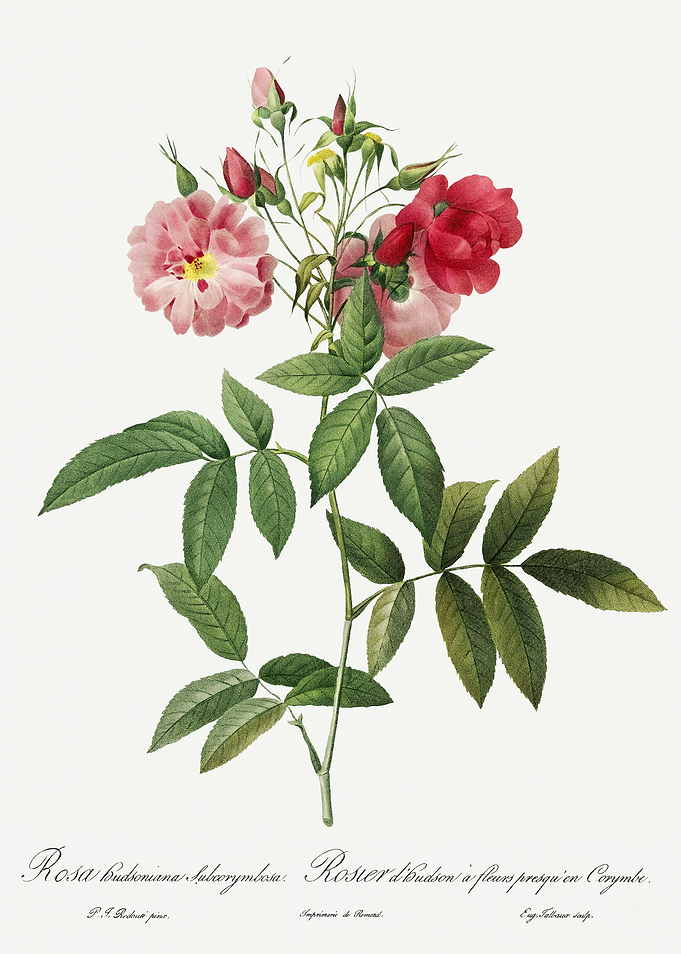 Les Roses 1824 HQ Original