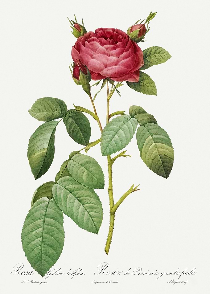 Les Roses 1824 HQ Original