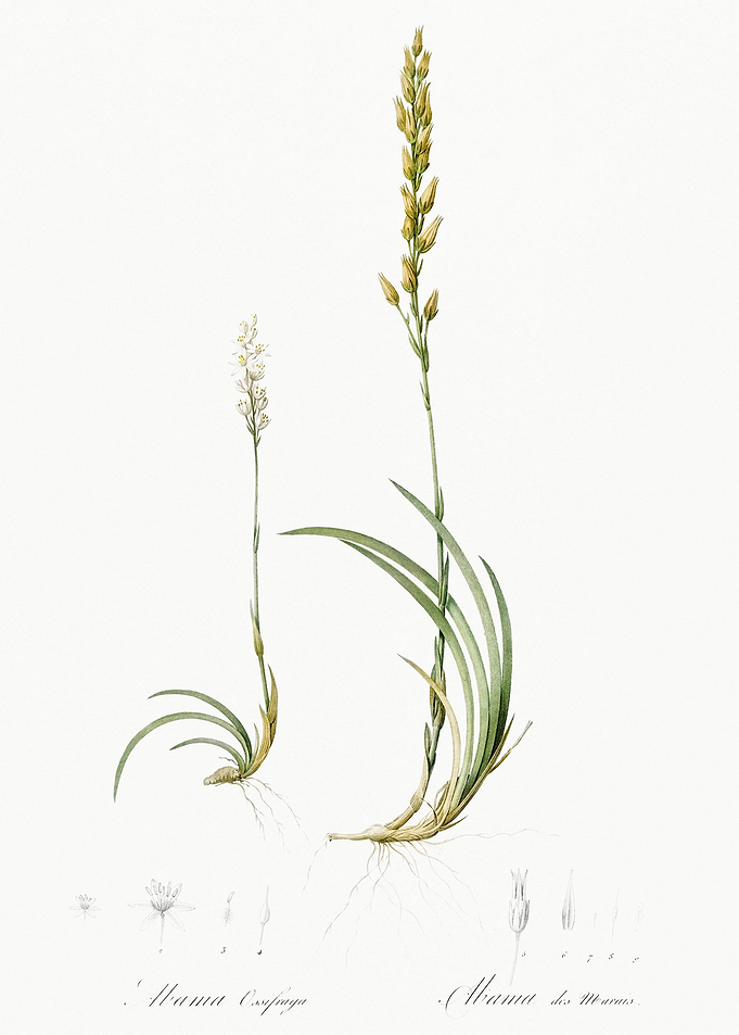 Abama Ossifraga Illustrati