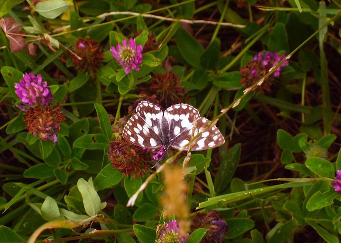 Butterfly dance