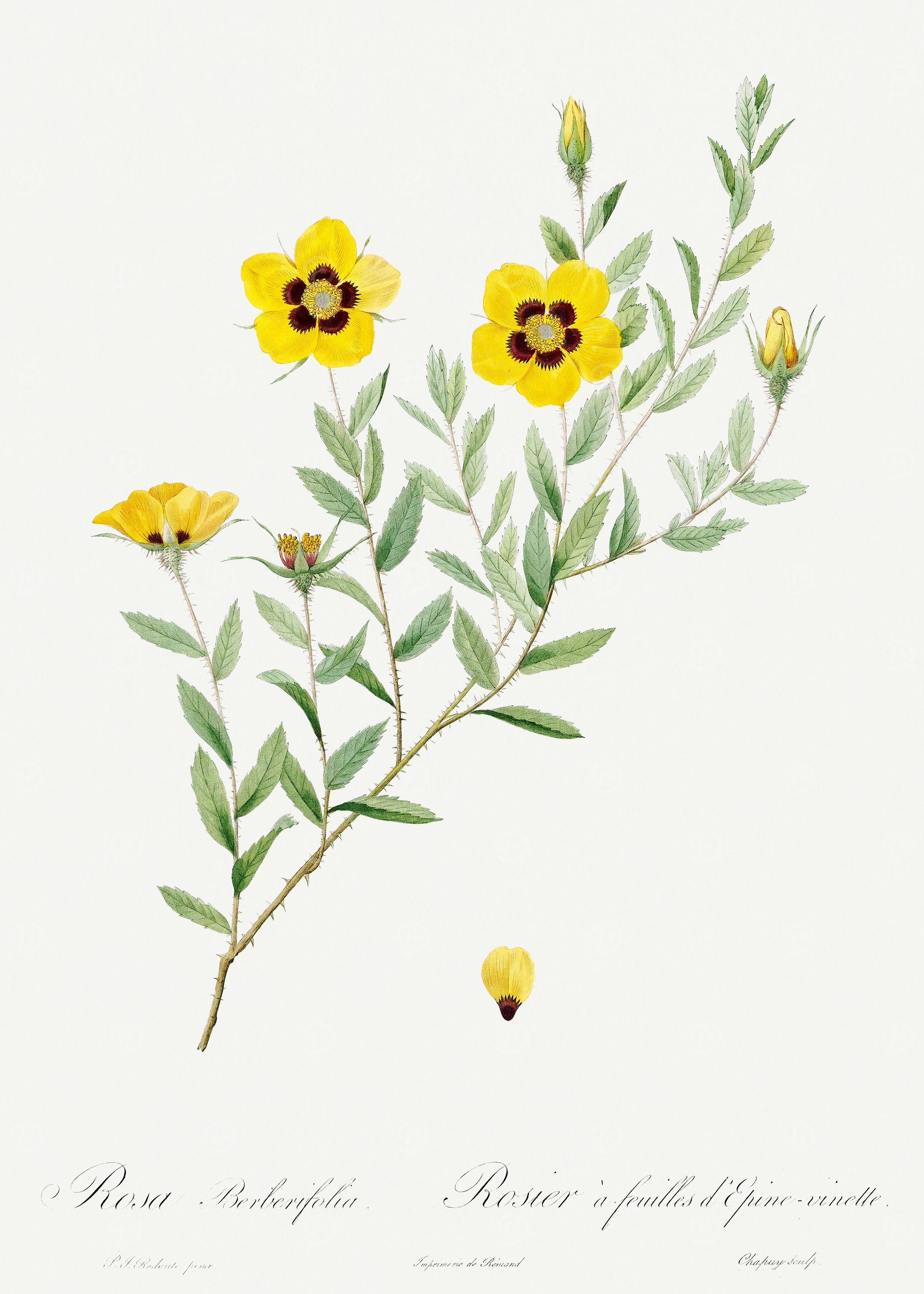 Les Roses 1824 HQ Original