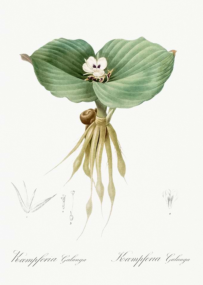 Sand Ginger Illustration F