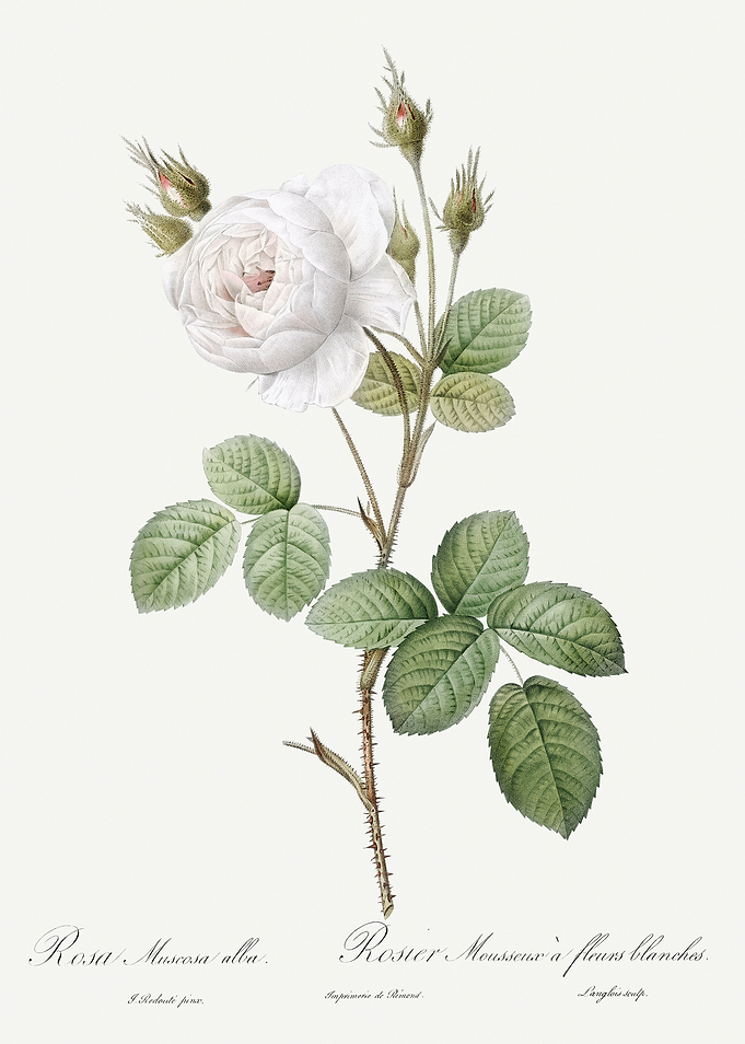 Les Roses 1824 HQ Original
