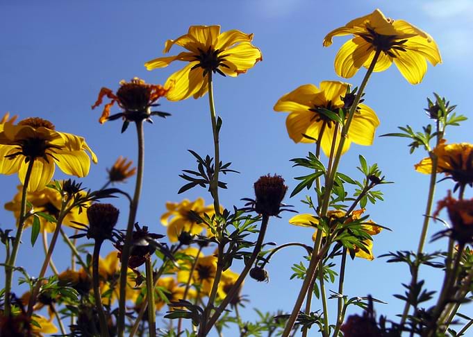 Summer Sky Flowers 1