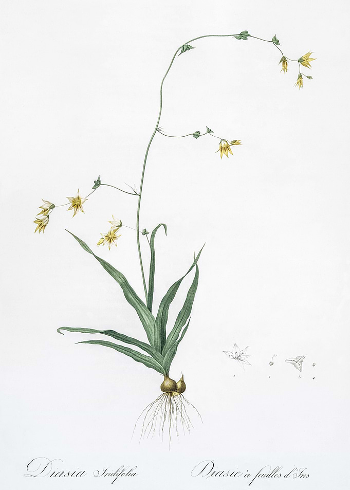 Diasia Iridifolia Illustra