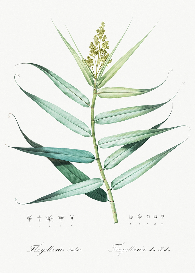 Bush Cane Illustration Fro
