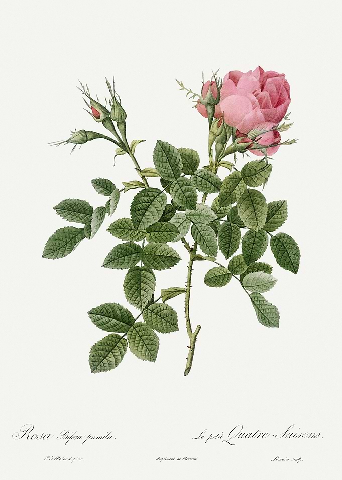 Les Roses 1824 HQ Original
