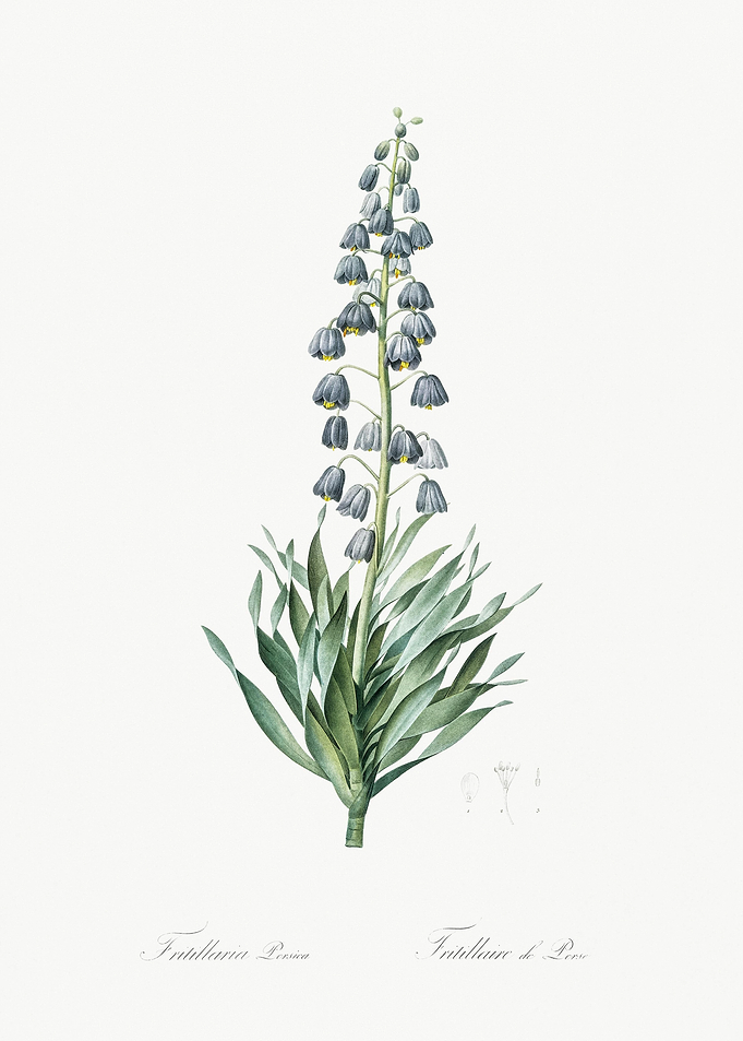 Persian Lily Illustration