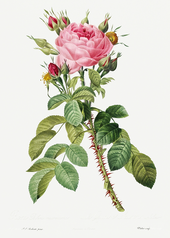 Les Roses 1824 HQ Original