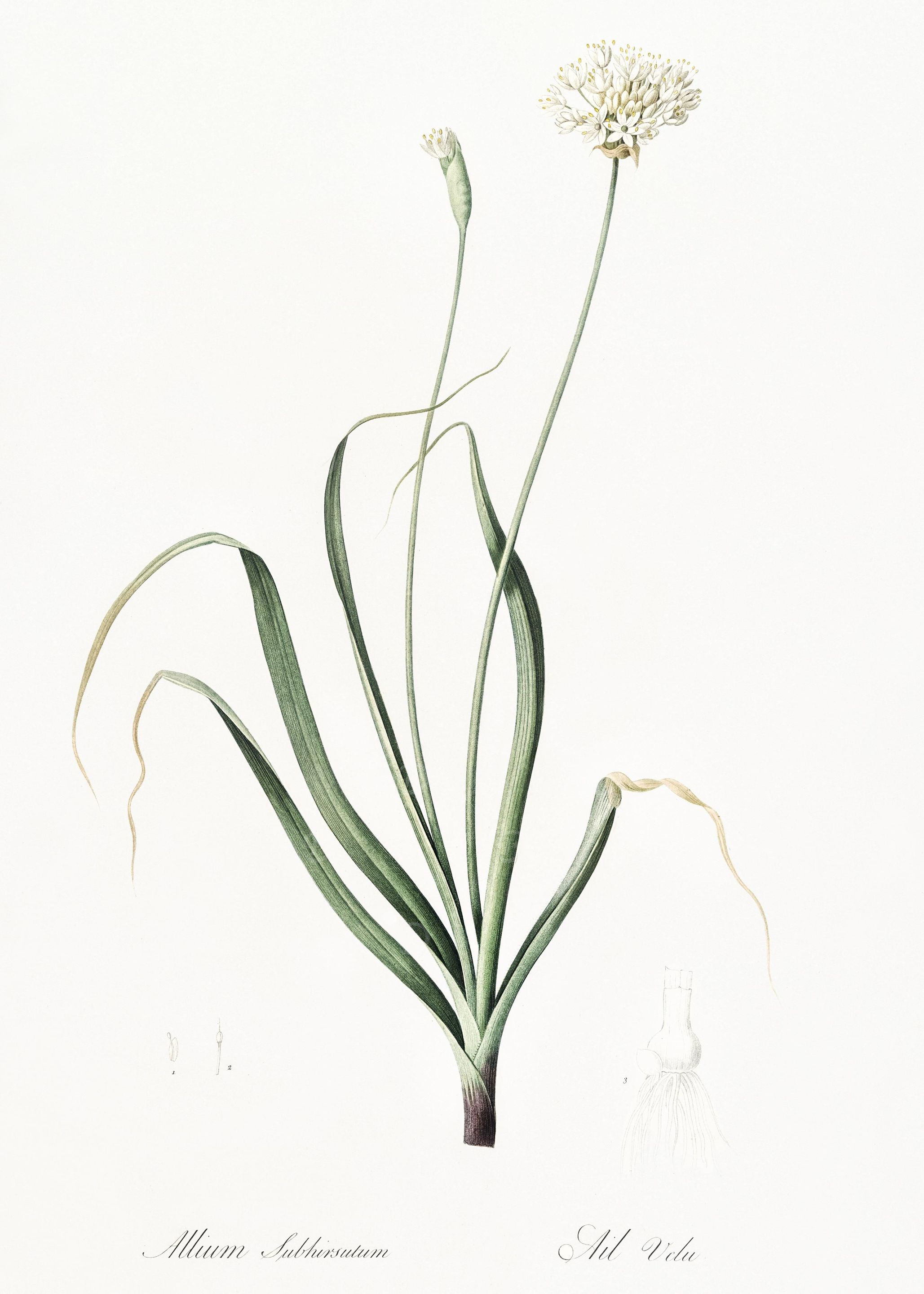 Hairy Garlic Illustration