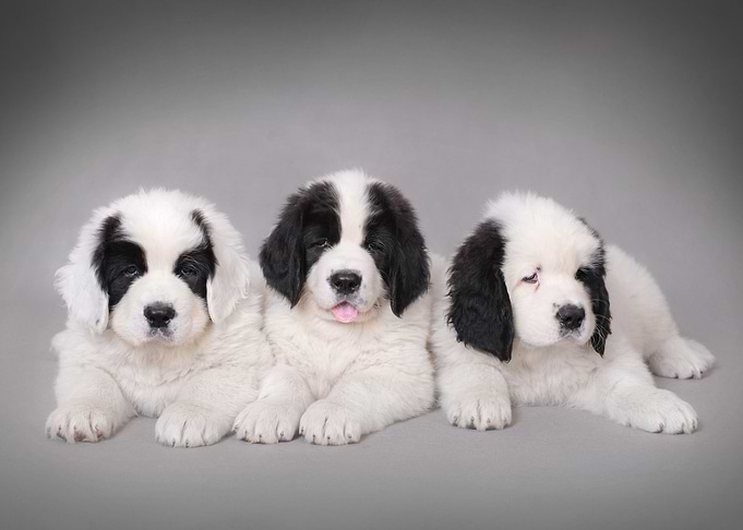 Three Landseer puppies