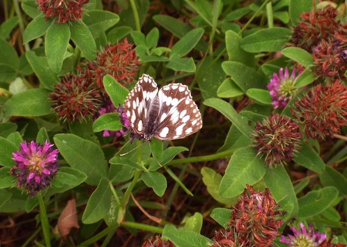 Butterfly life
