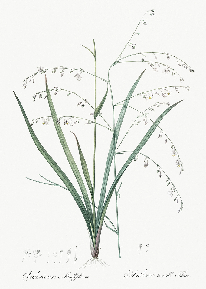 Pale Vanilla Lily Illustra