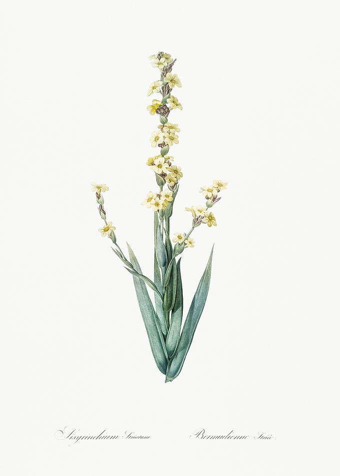 Pale Yellow Eyed Grass Ill