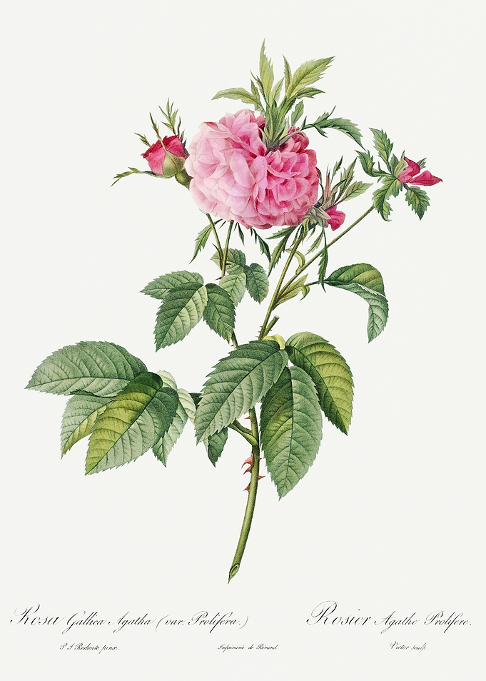 Les Roses 1824 HQ Original