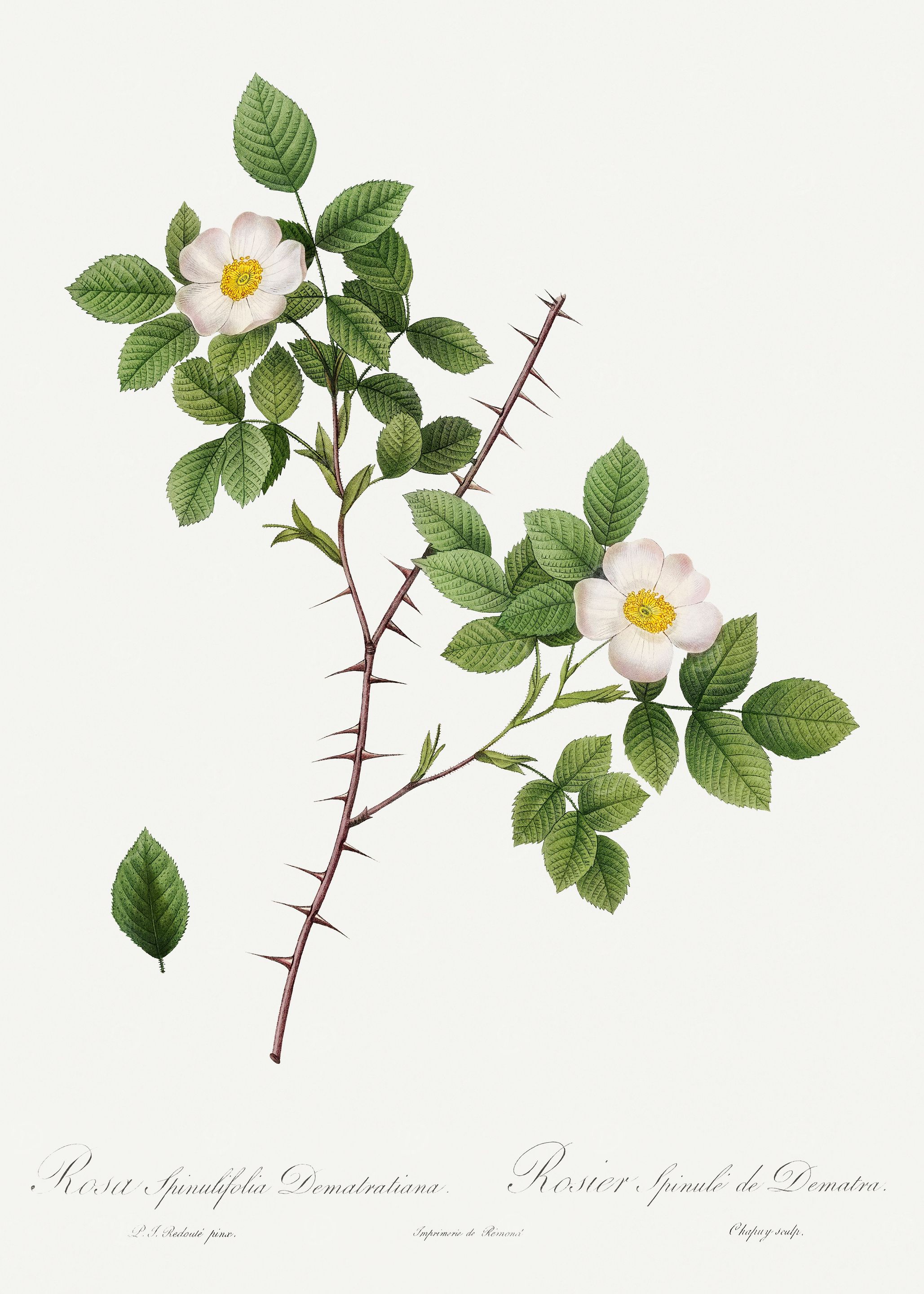Les Roses 1824 HQ Original