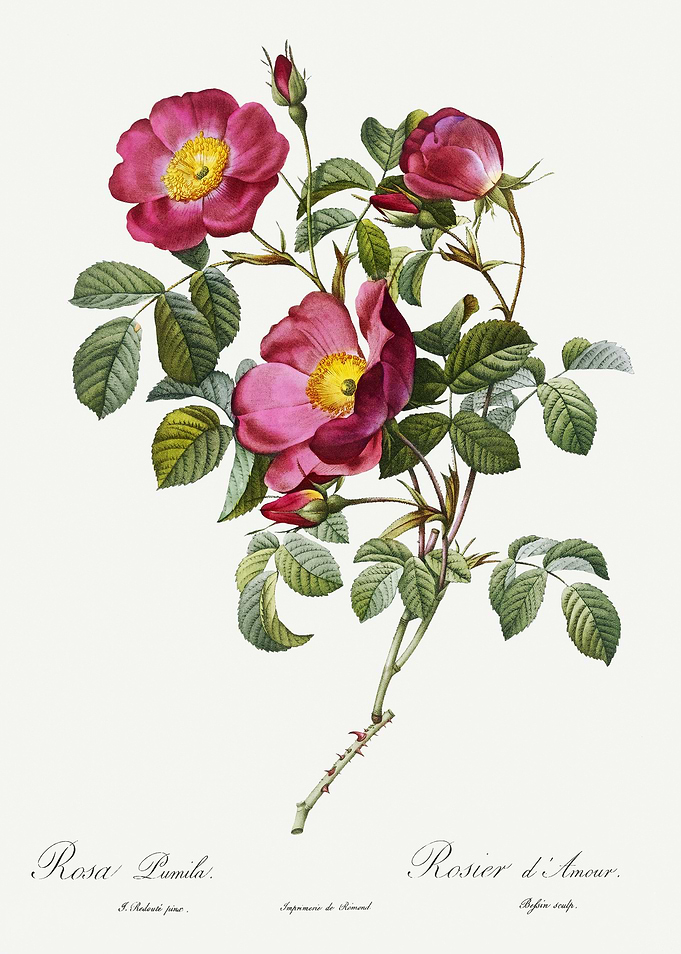 Les Roses 1824 HQ Original