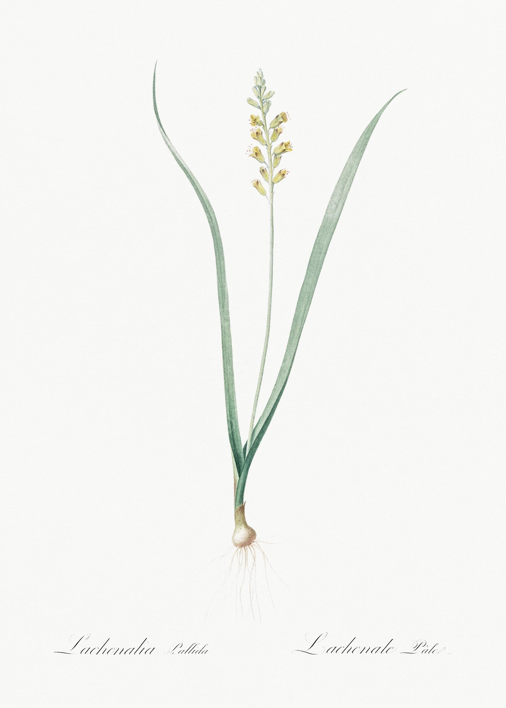 Lachenalia Pallida Illustr