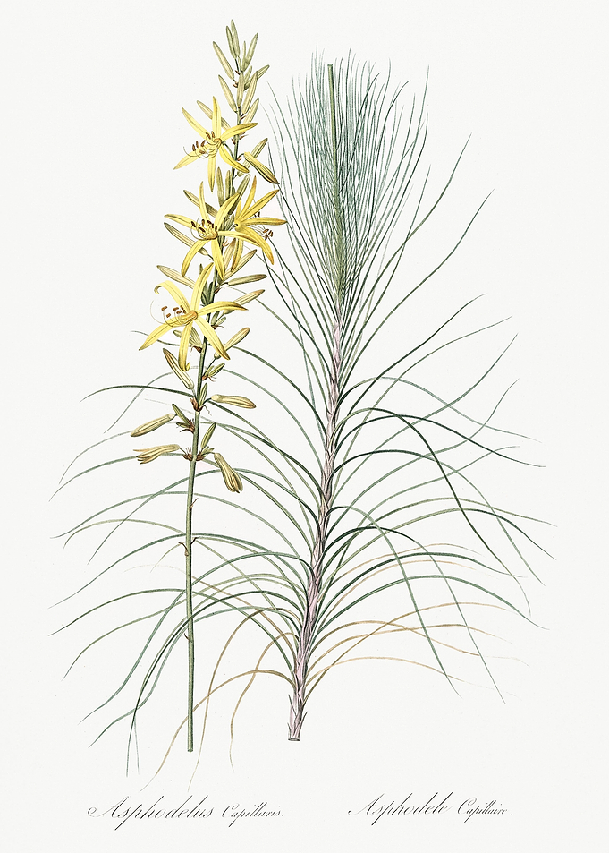 Jacob39S Rod Illustration