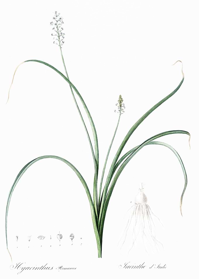 Roman Hyacinth Illustratio