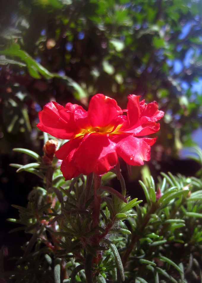 Red Summer Flower 1