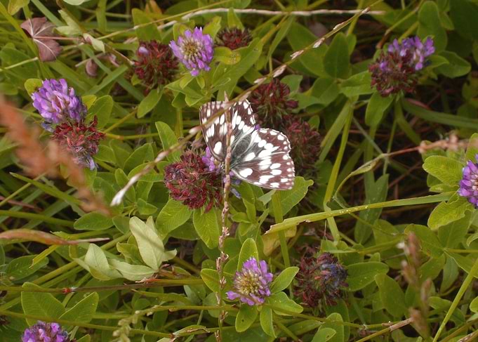 Butterfly dance