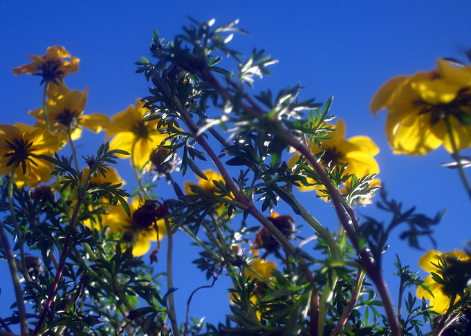 Summer Sky Garden 1