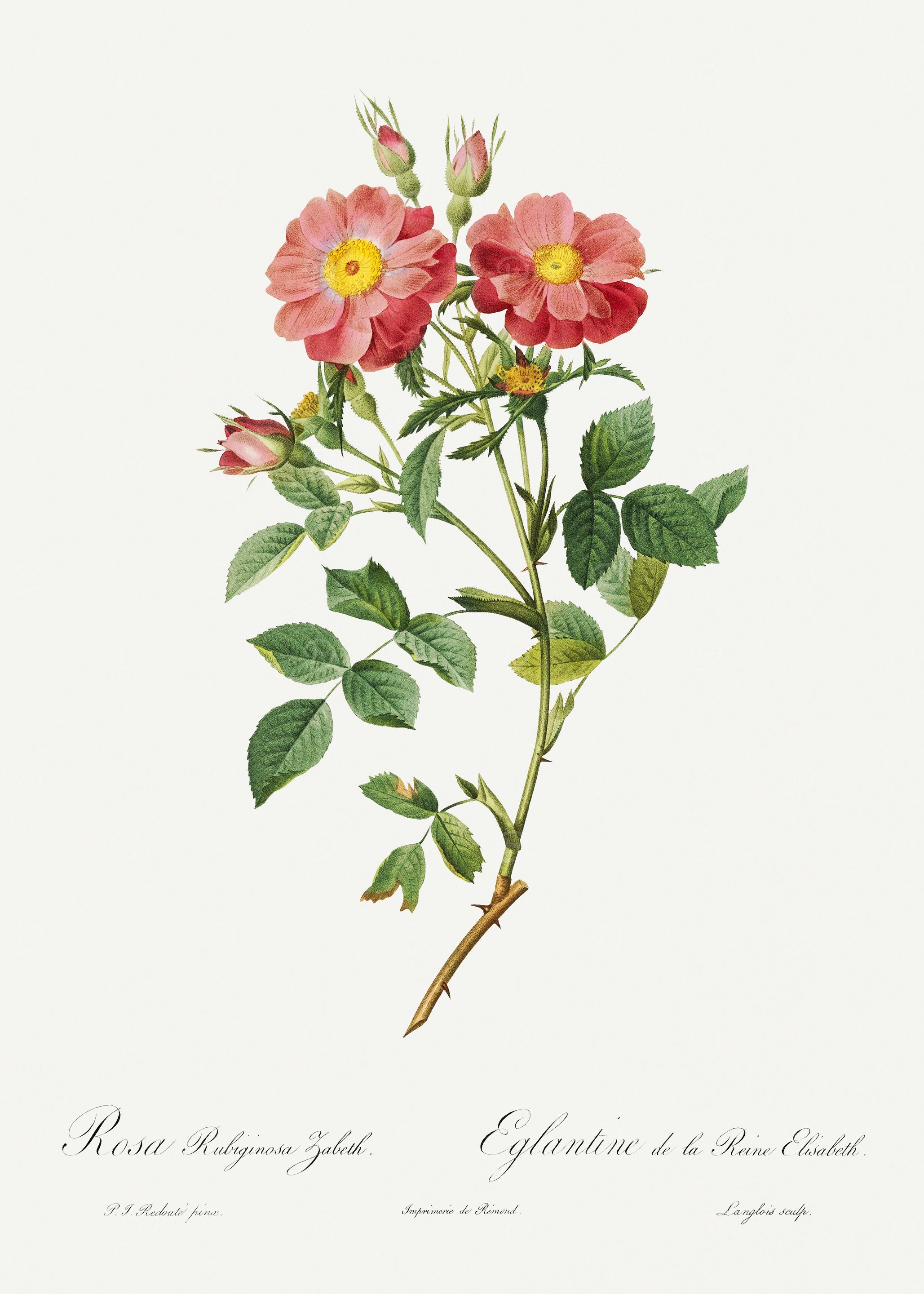 Les Roses 1824 HQ Original