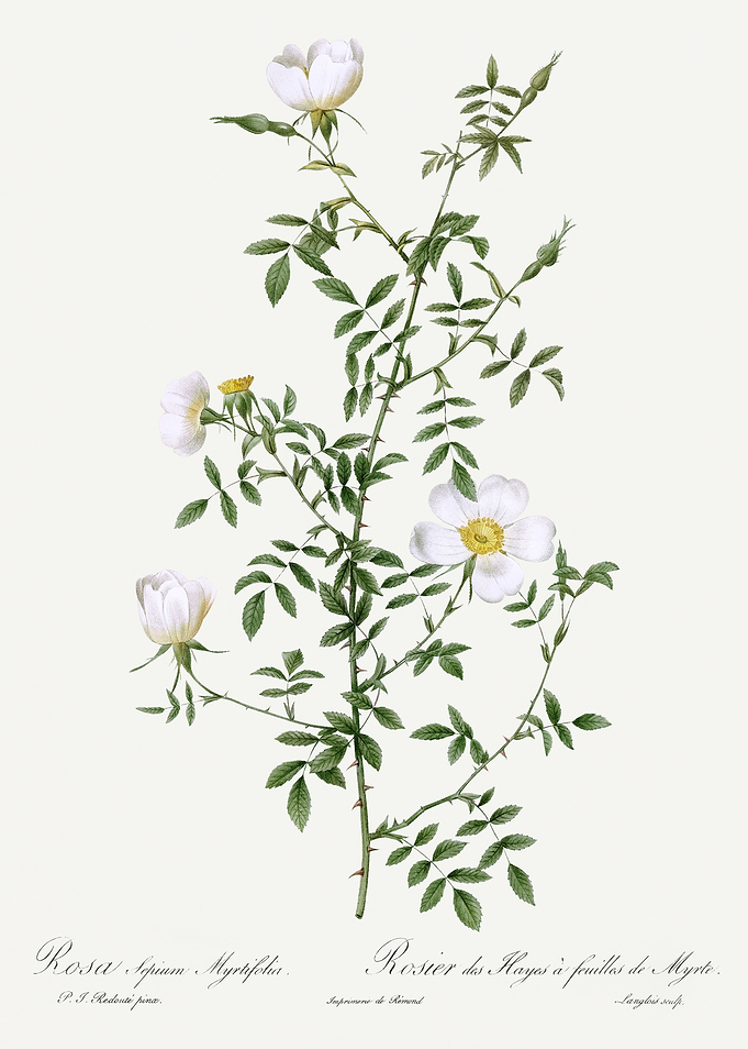 Les Roses 1824 HQ Original