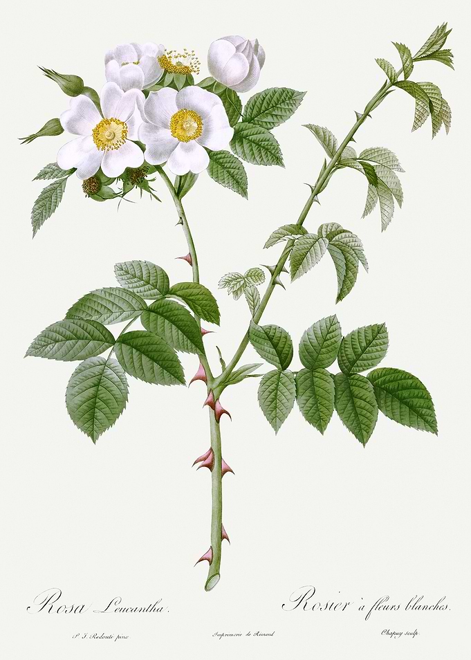 Les Roses 1824 HQ Original