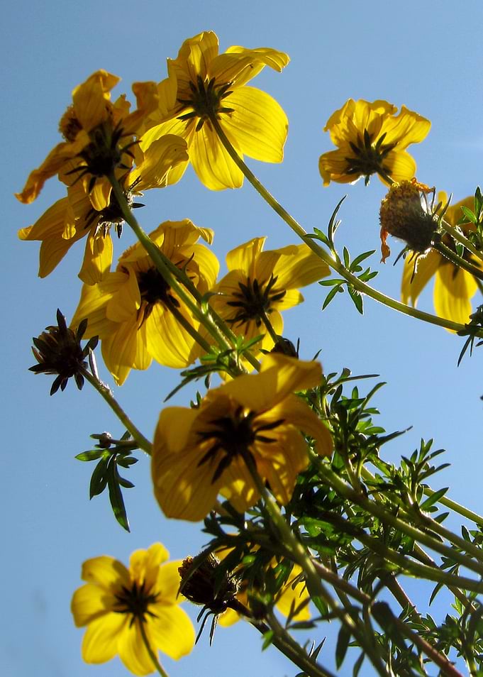 Summer Sky Flowers 4