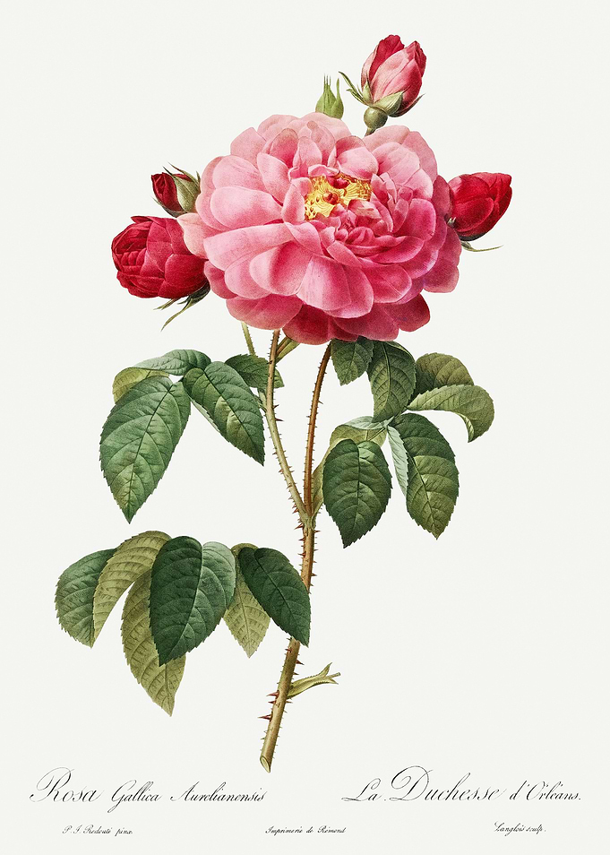 Les Roses 1824 HQ Original
