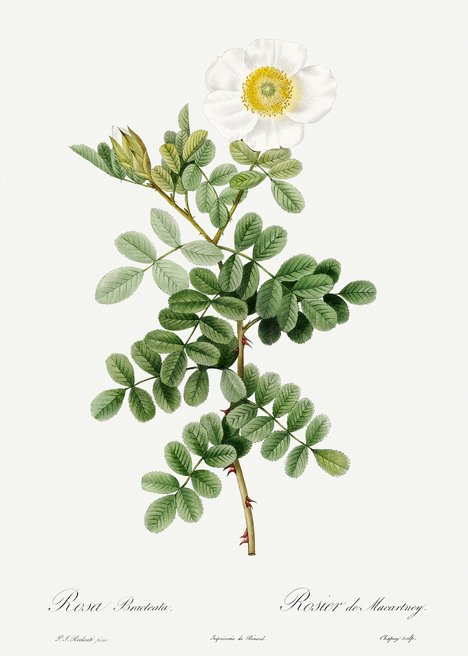 Les Roses 1824 HQ Original