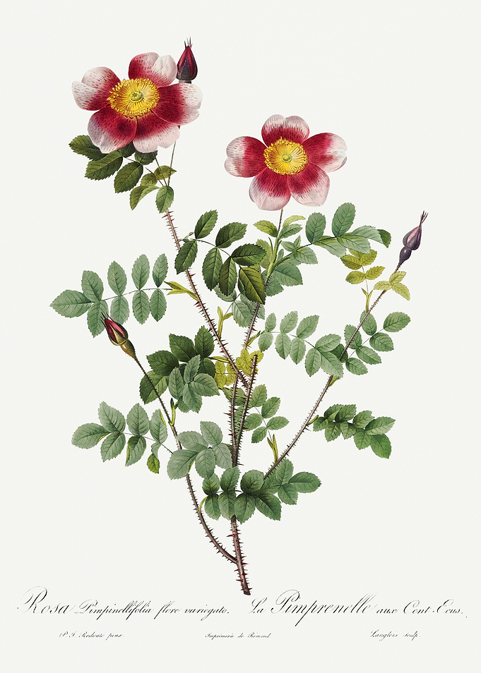 Les Roses 1824 HQ Original