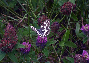 Butterfly dance 2