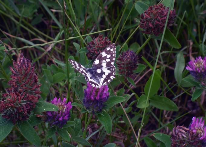 Butterfly dance 2