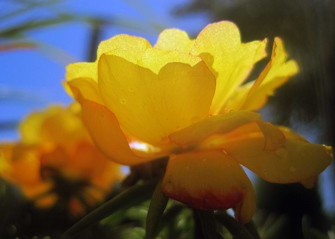 Midnight Garden Flower