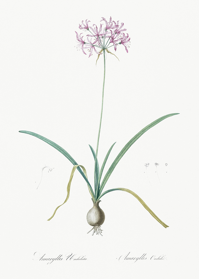 Amaryllis Undulata Illustr