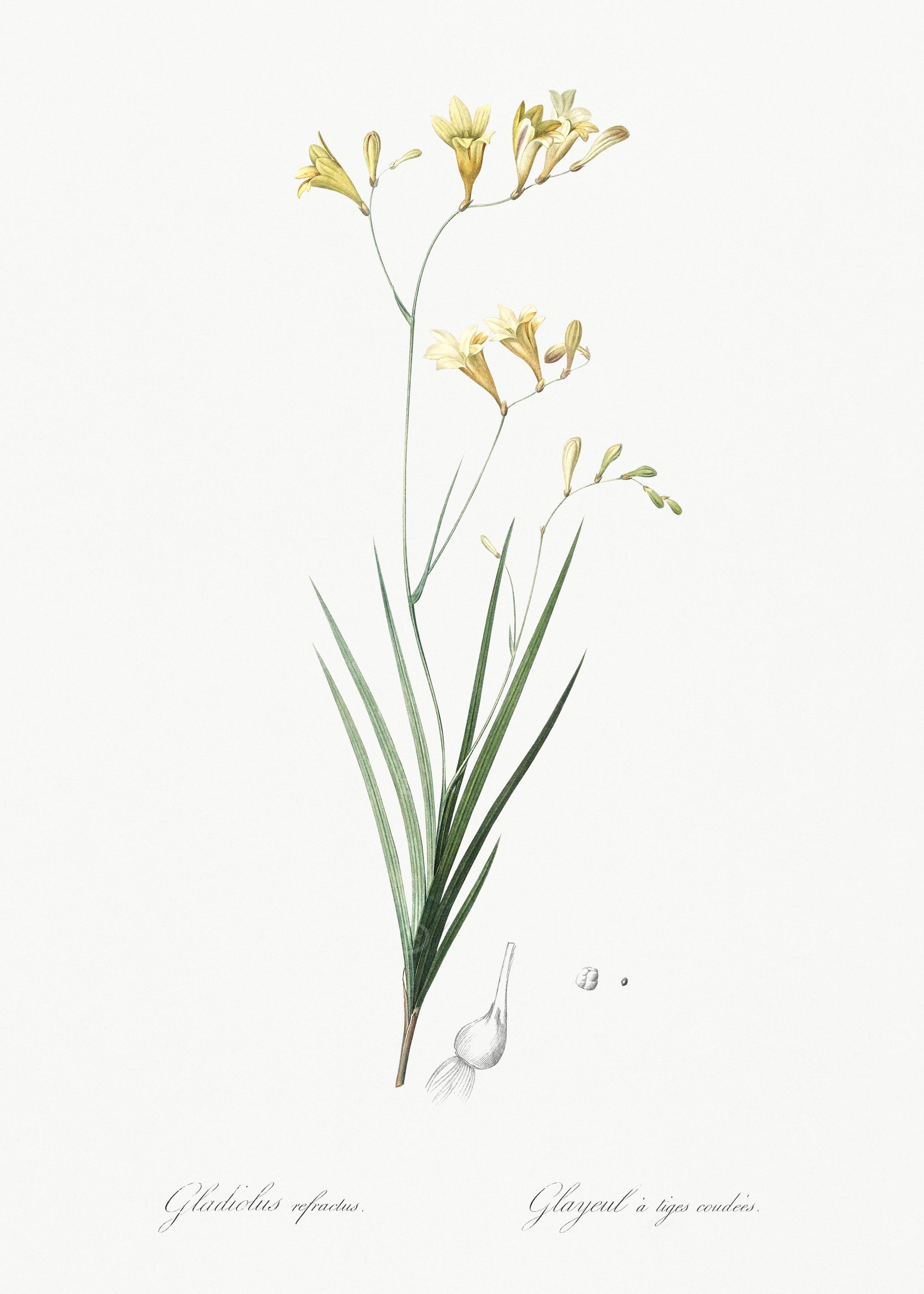 Freesia Illustration From