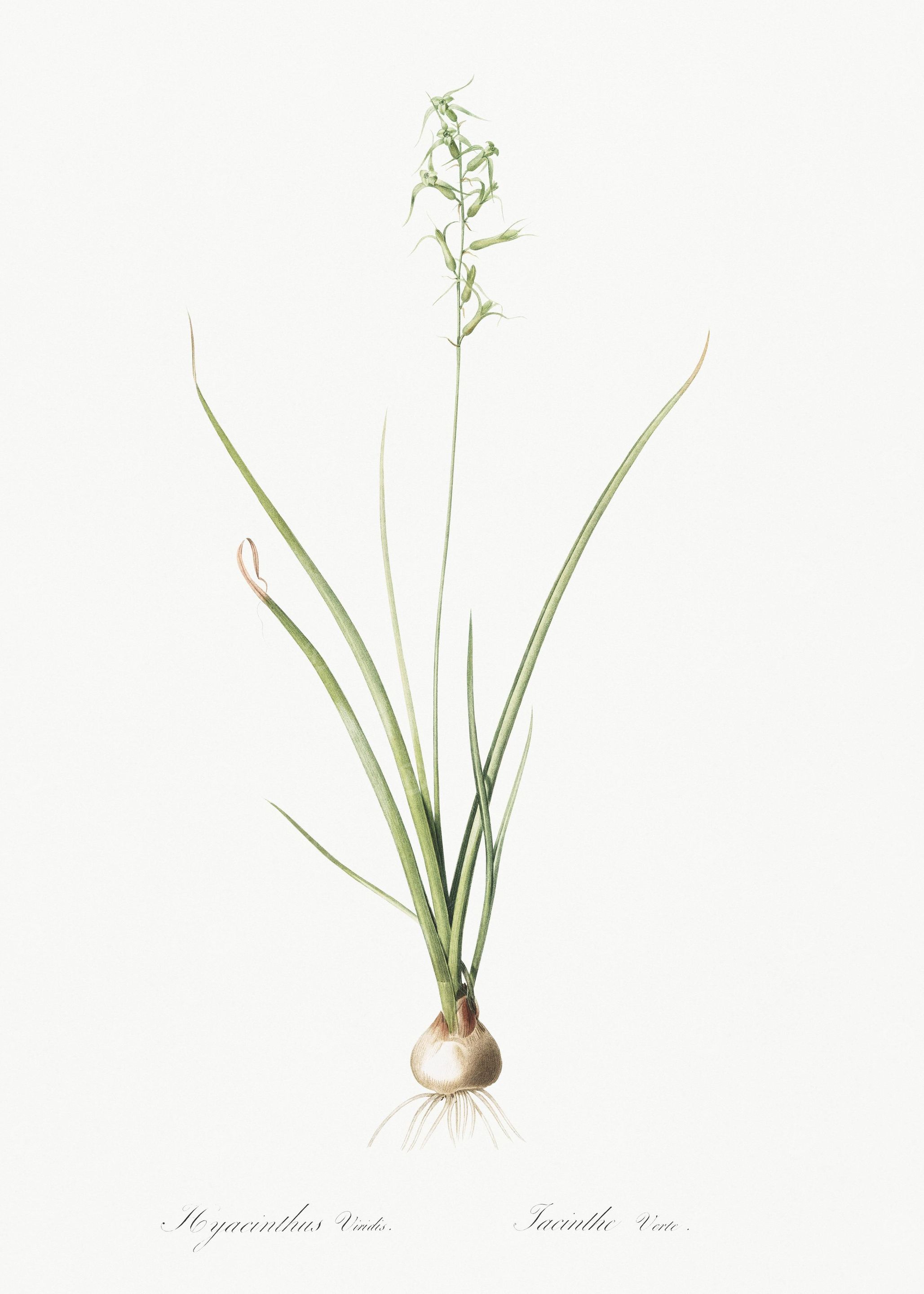 Hyacinthus Viridis Illustr