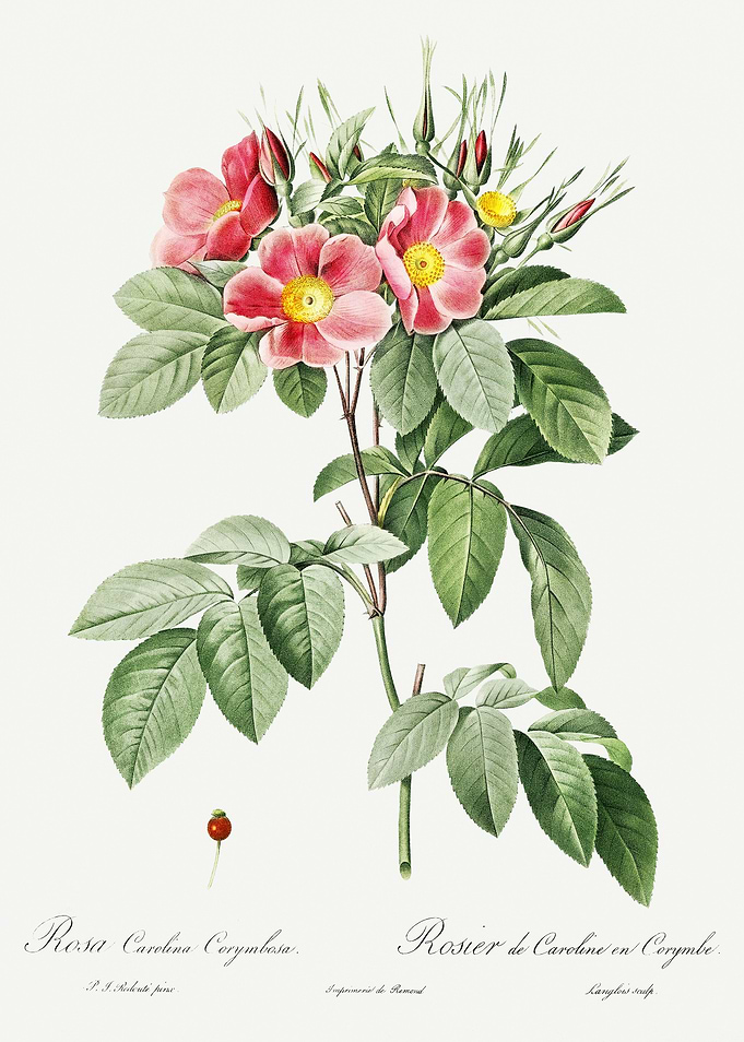 Les Roses 1824 HQ Original