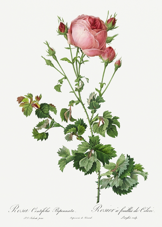 Les Roses 1824 HQ Original