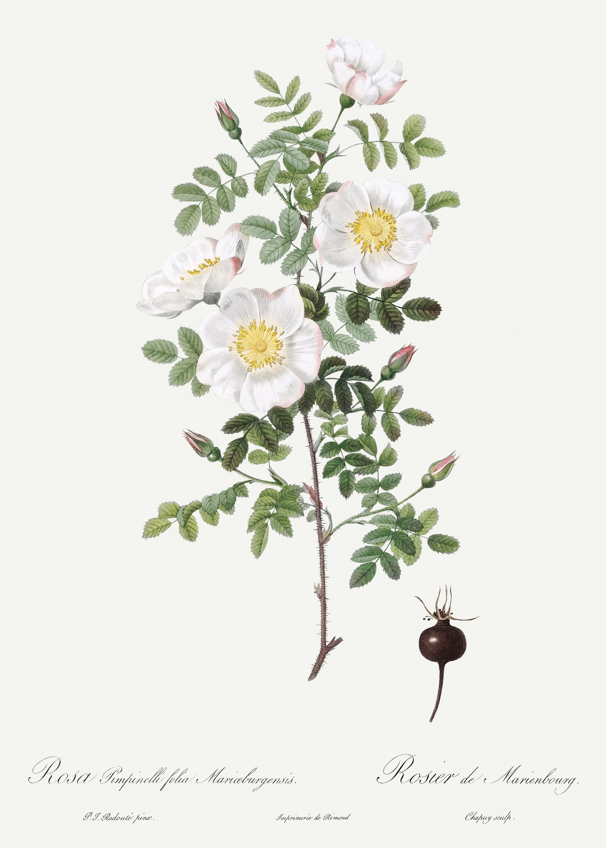 Les Roses 1824 HQ Original