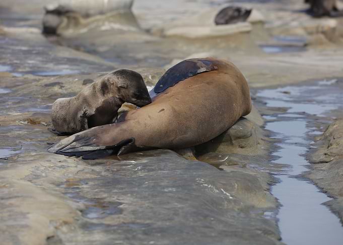 Mothers love