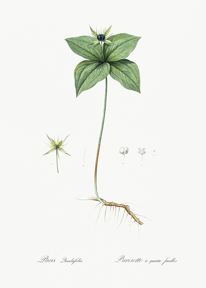 Herb Paris Illustration Fr