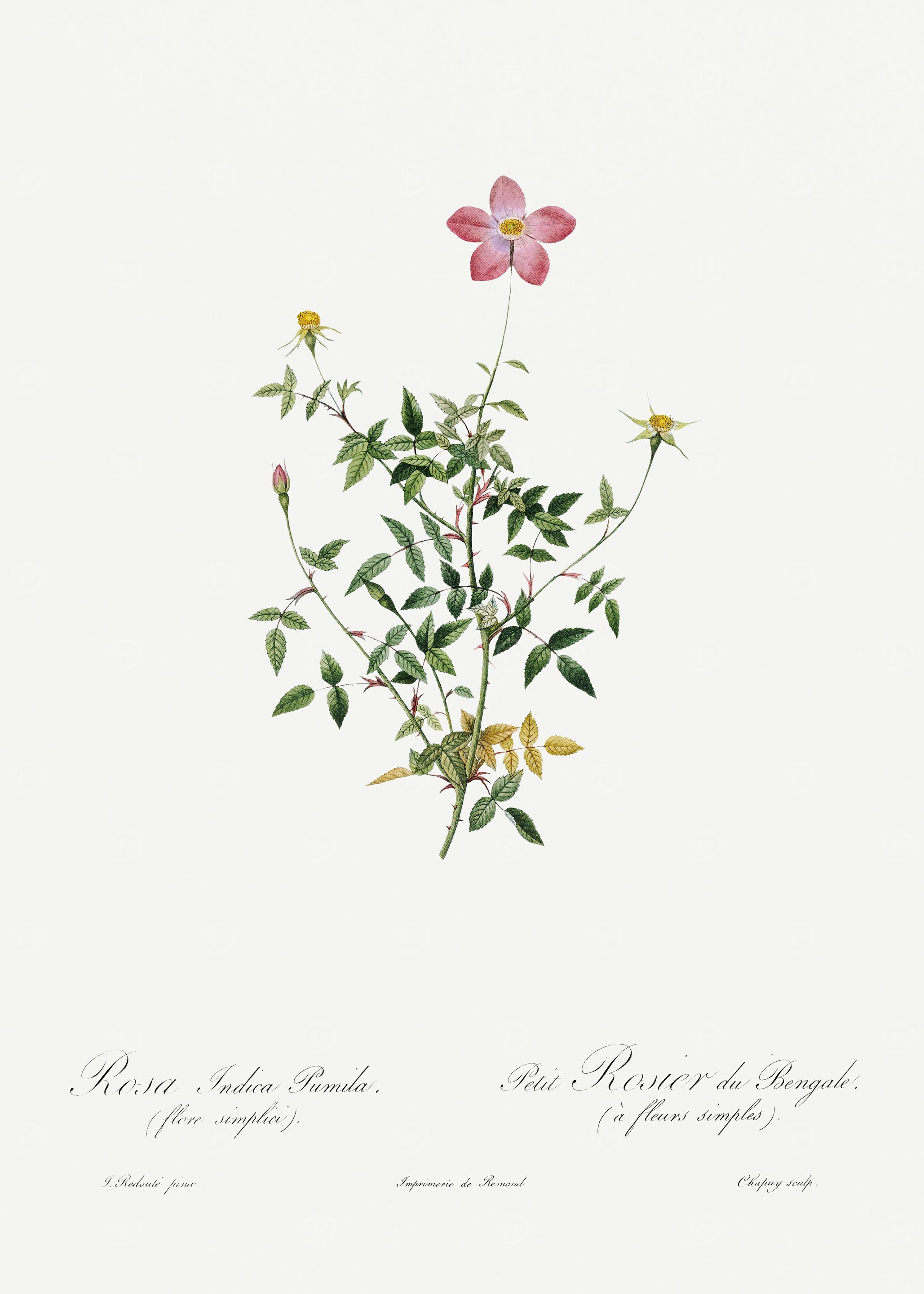 Les Roses 1824 HQ Original