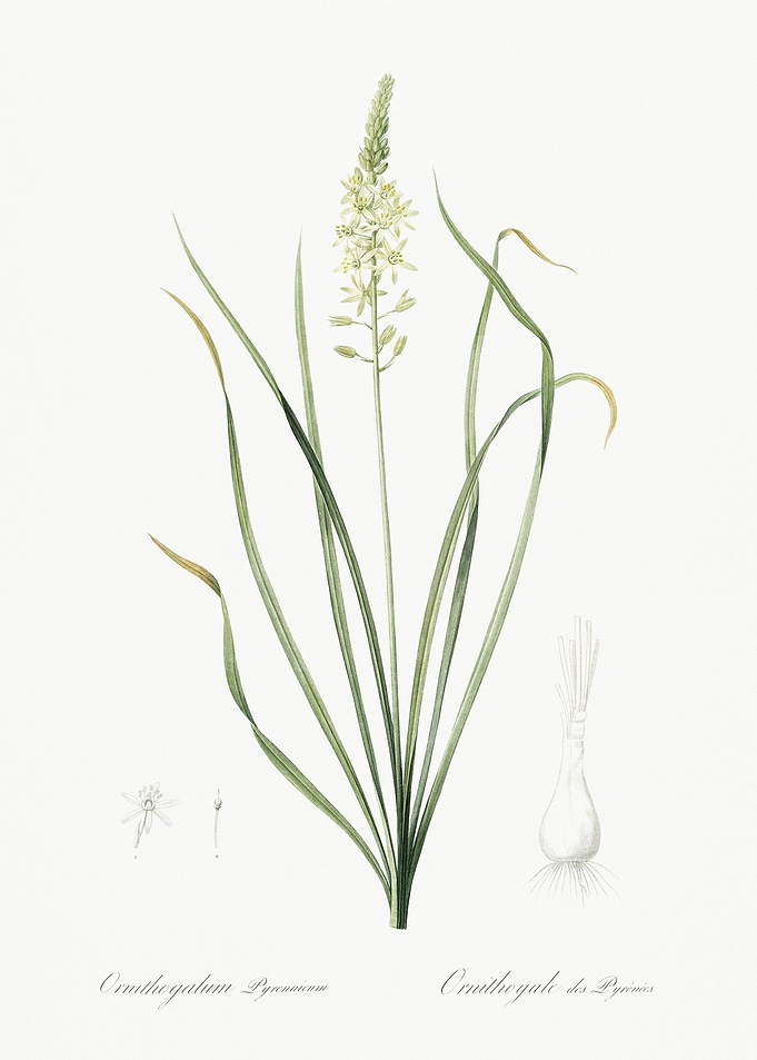 Wild Asparagus Illustratio